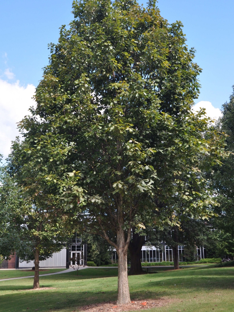 Swamp White Oak